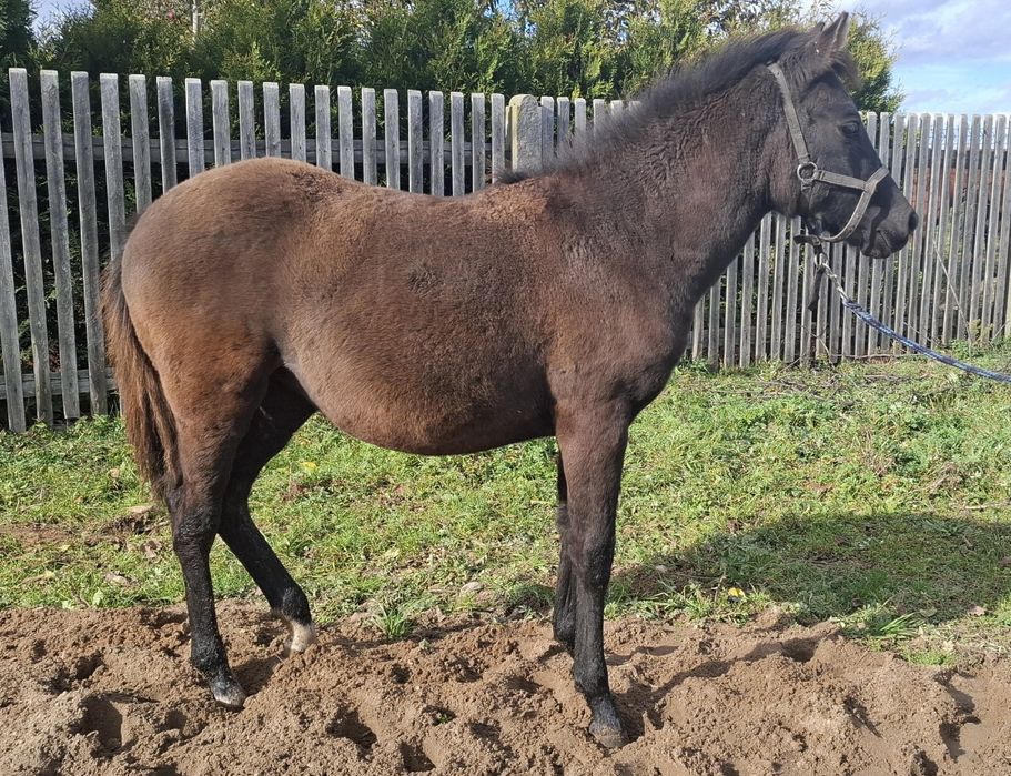 Klaczka Nutella po Donutello od Narwa