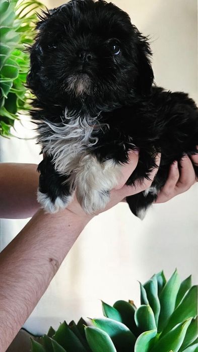Shih tzu sunia z rodowodem gotowa do odbioru