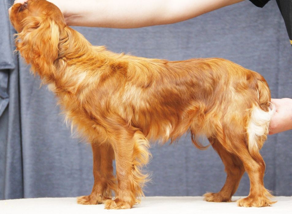 Цуценята Кінг Чарльз спаніель