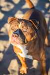 Suczka american bully szczeniak abkc classic