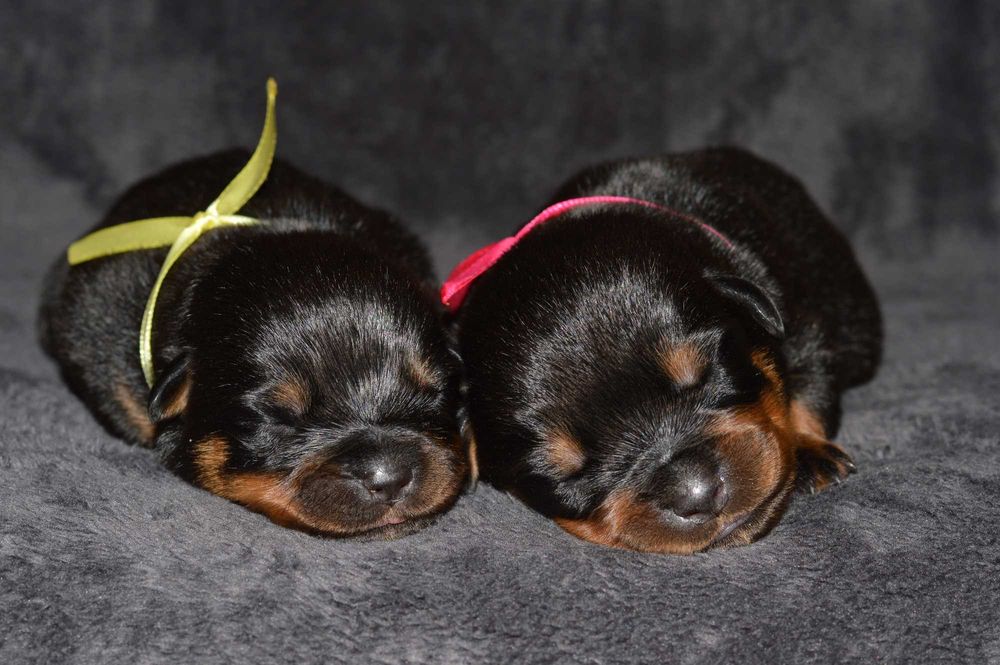 Rottweiler, szczeniak, samiec, rezerwacja ZKwP Poznań