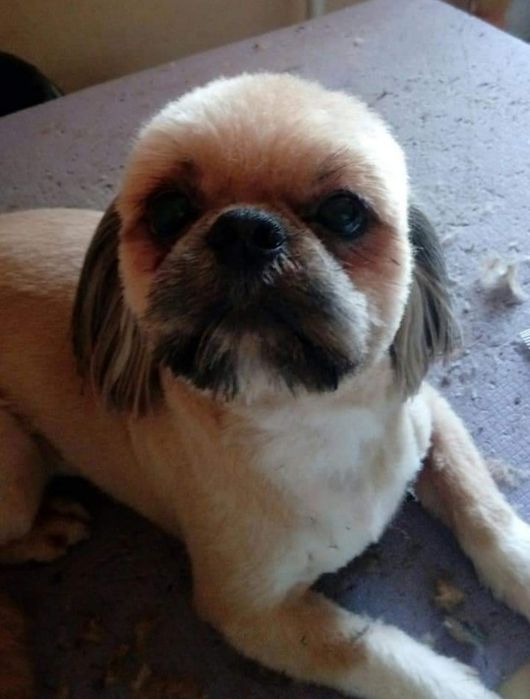 Стрижки котов и собак