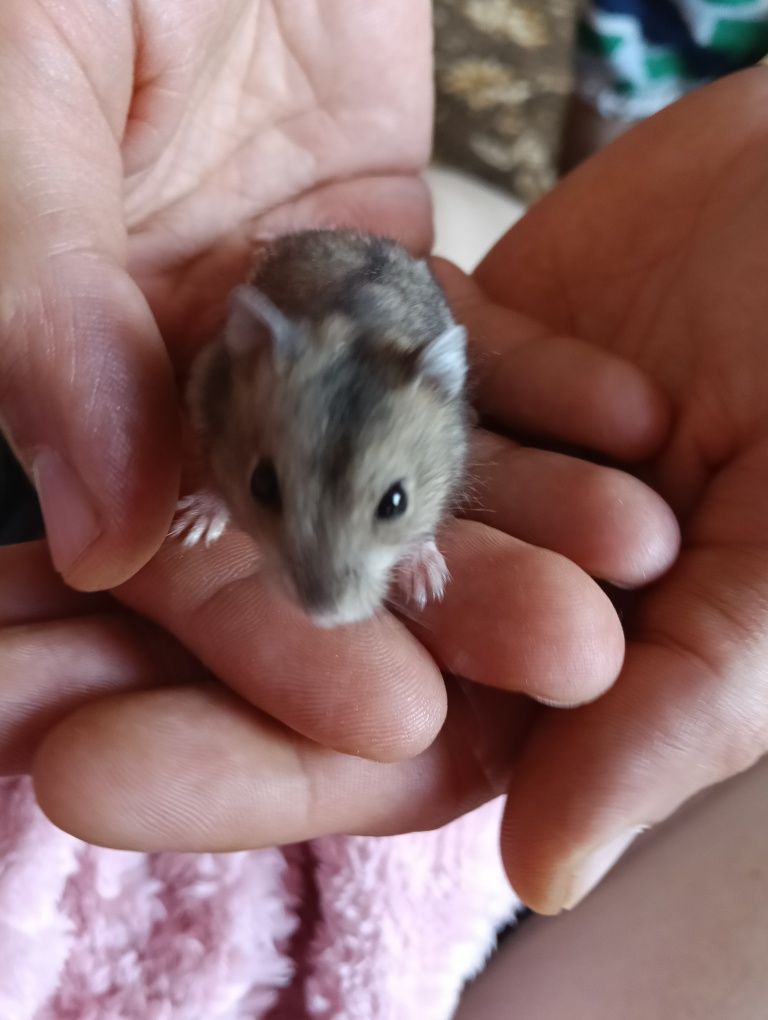 Chomiki dżungarskie