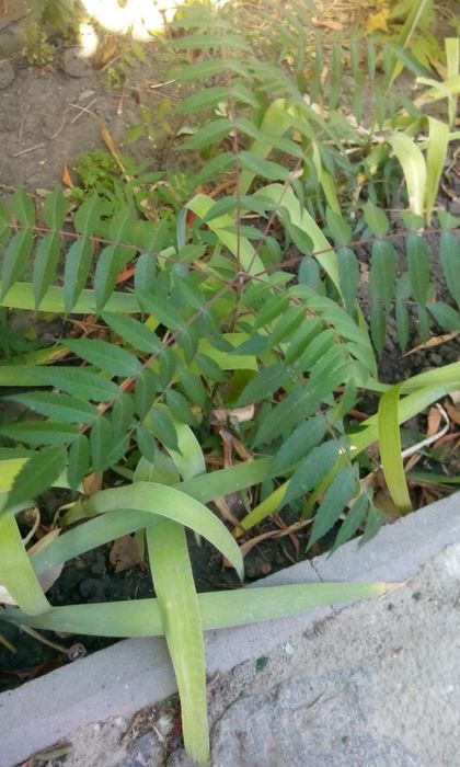 сумах оленерогий или уксусное дерево саженцы и плоды