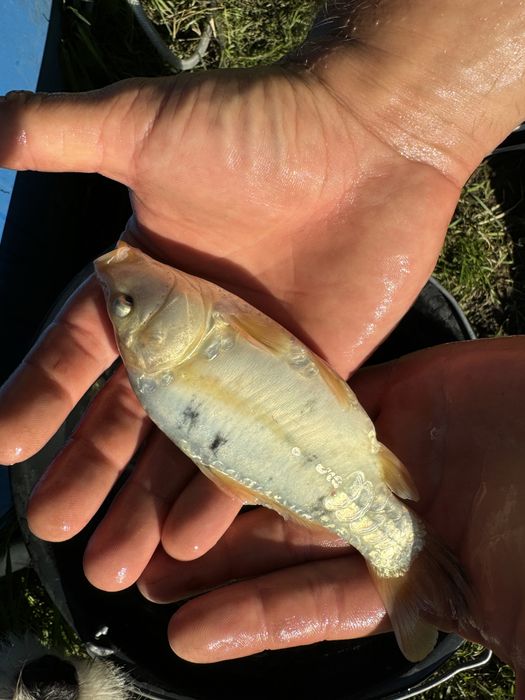 Karp Koi idealne do oczka wodnego