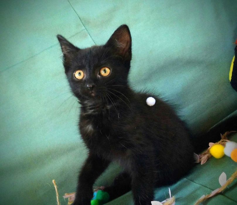 Кошенята шукають маму і тата :)