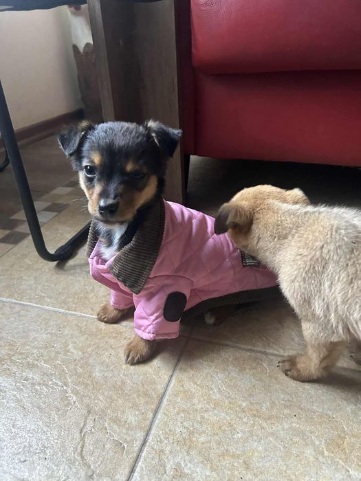 Дуже маленькі цуцики шукають дім(097)-881-54-43