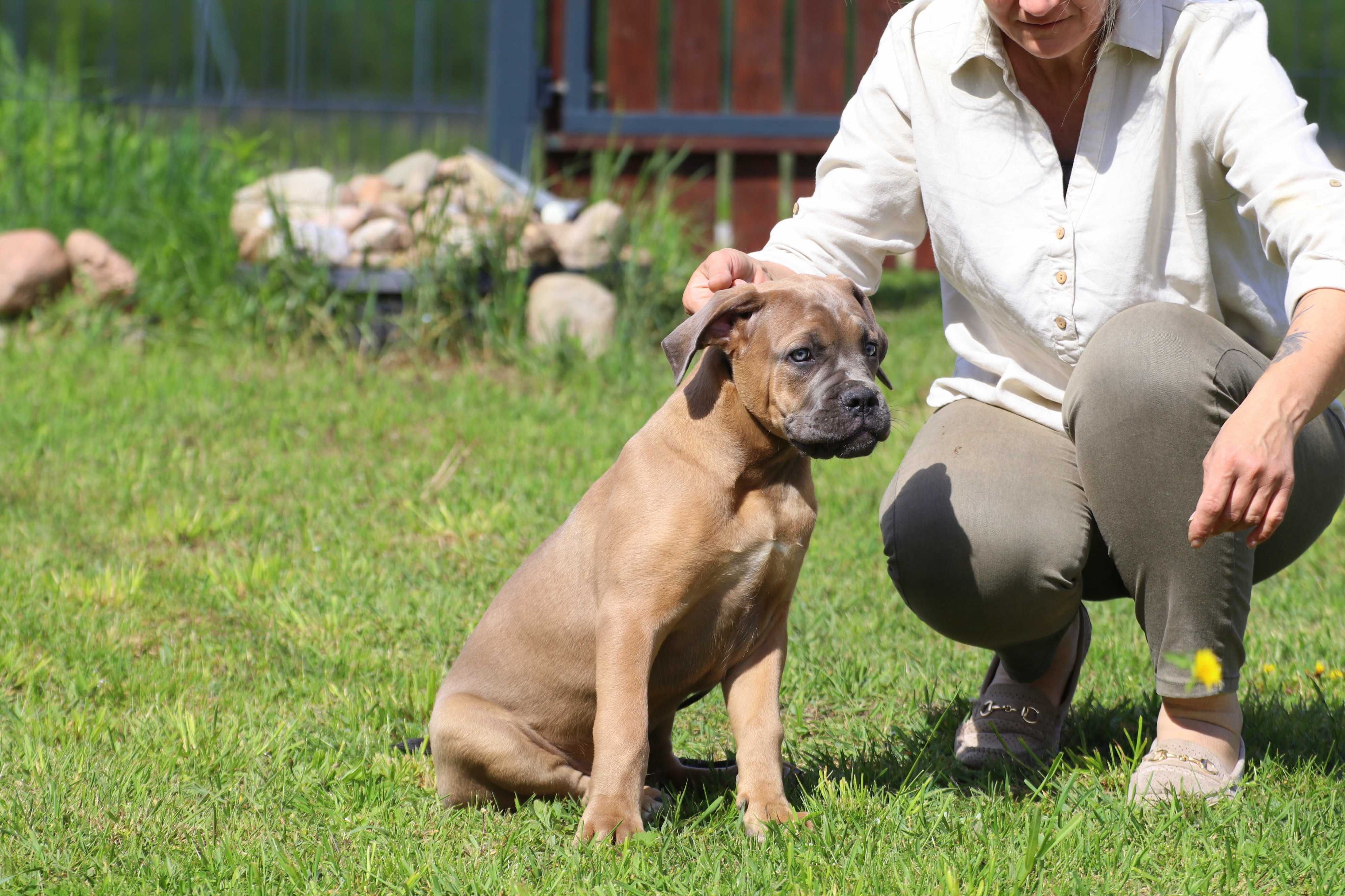 Płowy samiec szczenię Cane Corso Italiano