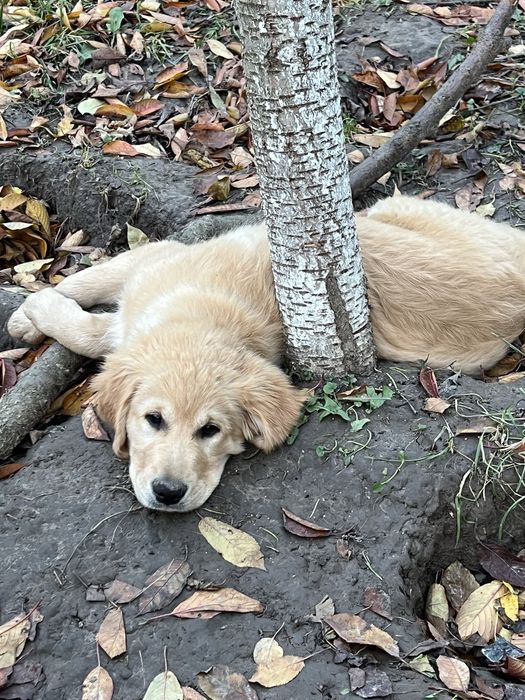 Продаються чистокровні цуценята  золотистого ретривера
