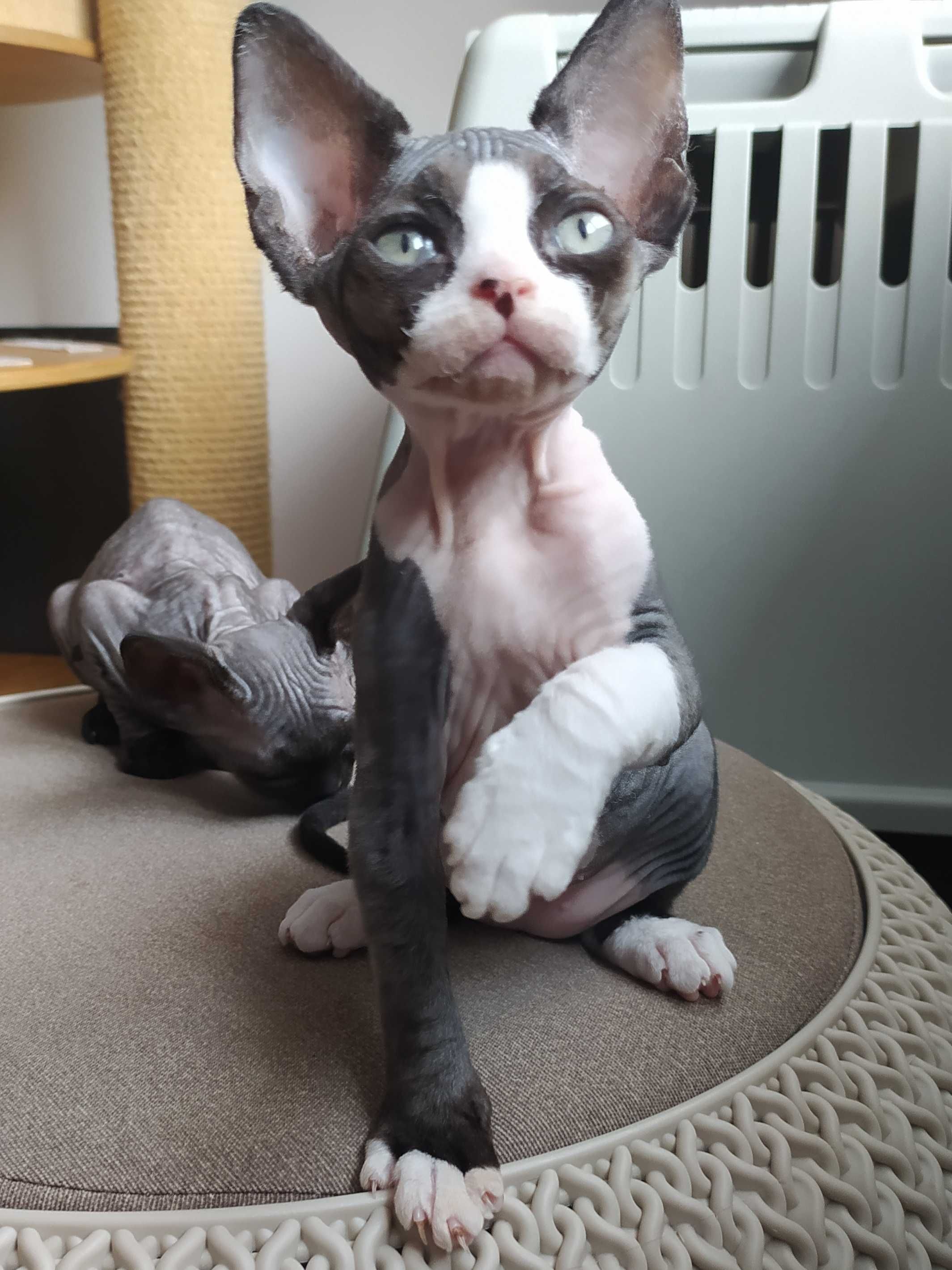 Uroczy kocurek Devon Rex