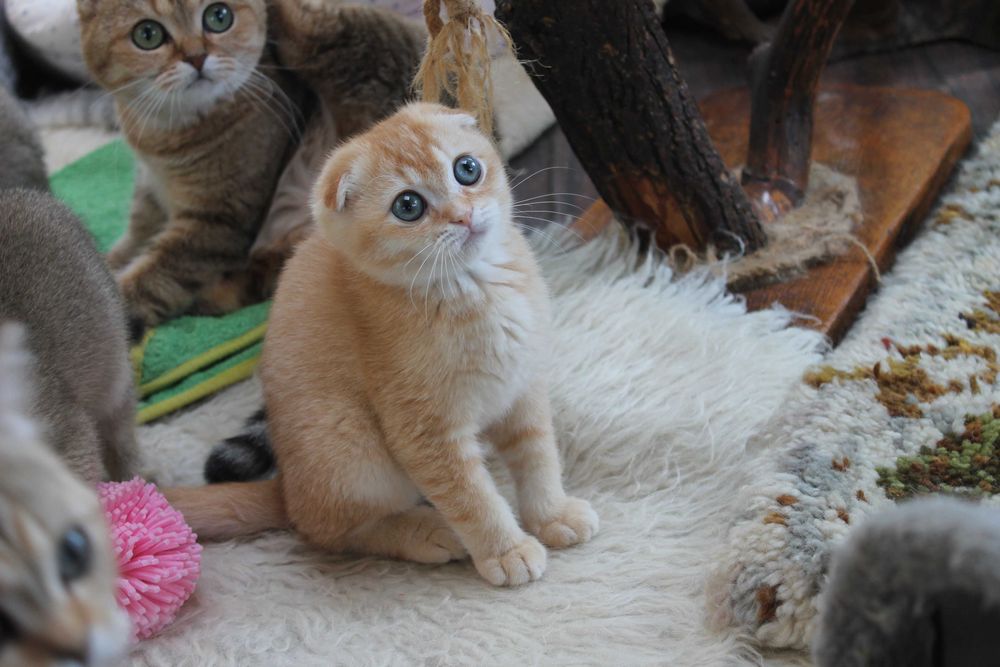 Яскравий та рідкісний шотландець золото1 шиншилли