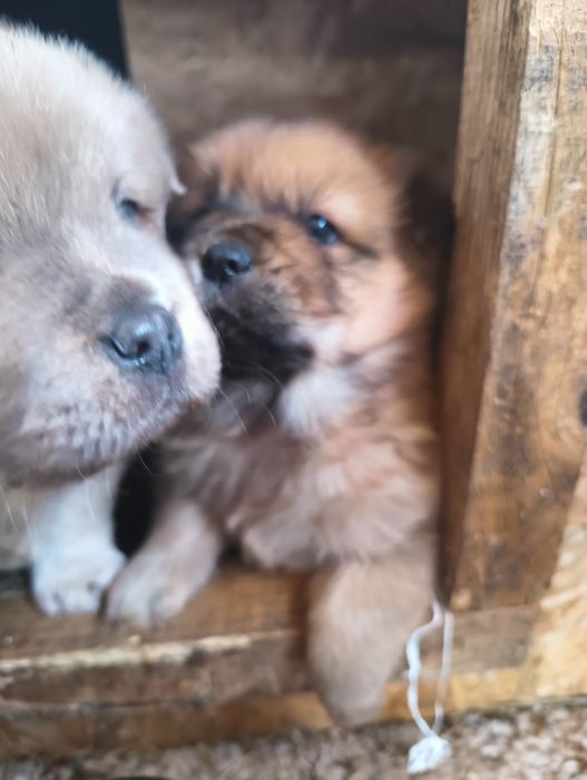 Szczeniaczki po chow chow