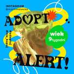 Słodziaki kociaki zapraszają do adopcji! :) Okolice Nowego Sącza!