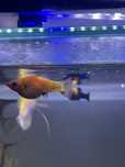 2 molly amarelo/preto