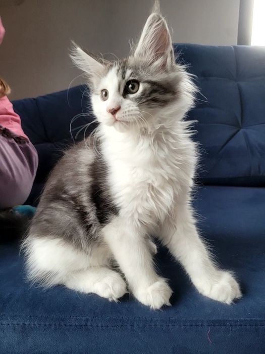 Kociak ELTON Maine Coon