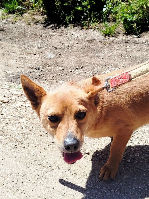 Rafael - cão mini para adoção