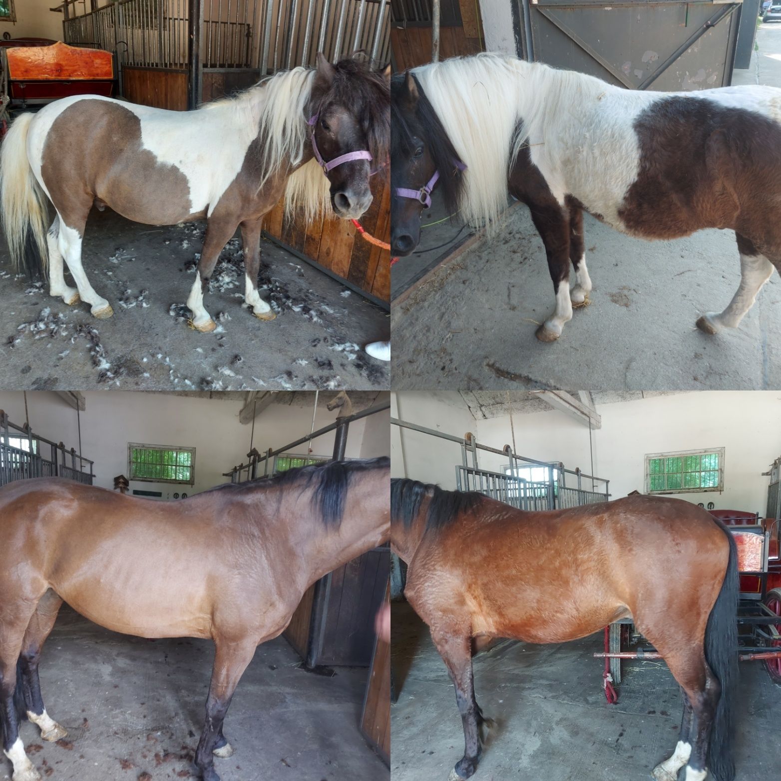 Strzyżenie alpak, owiec, lam,koni,psow,kotow, korekcja racic zebow.