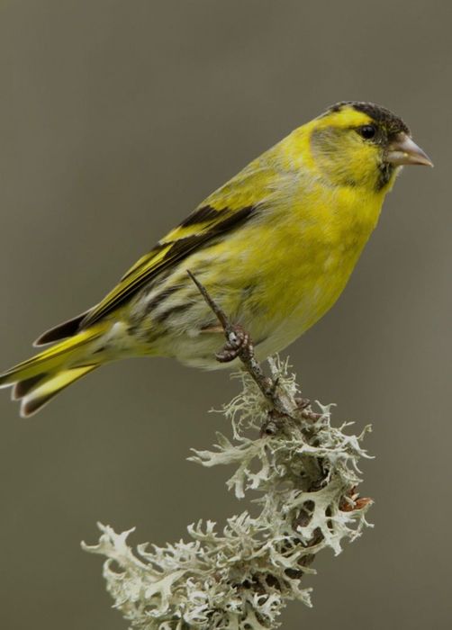 canários muito lindos