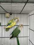 Casal de Roseicollis