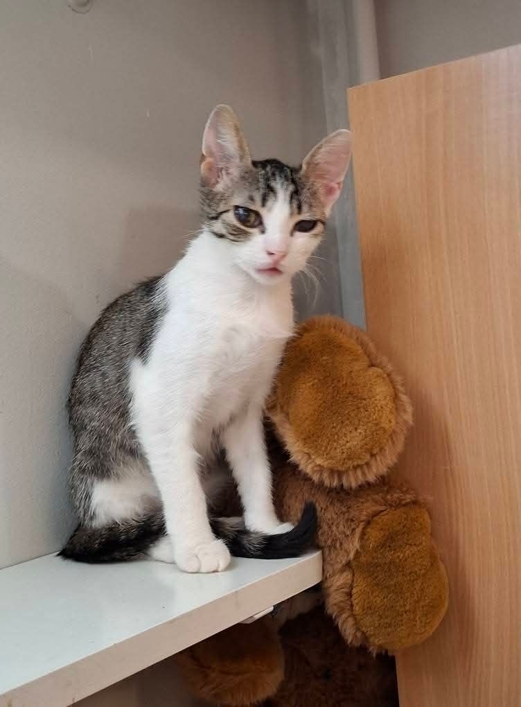 Cudne kotki do adopcji