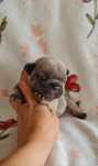 Estupenda Buldogue Francês blue fawn de Qualidade