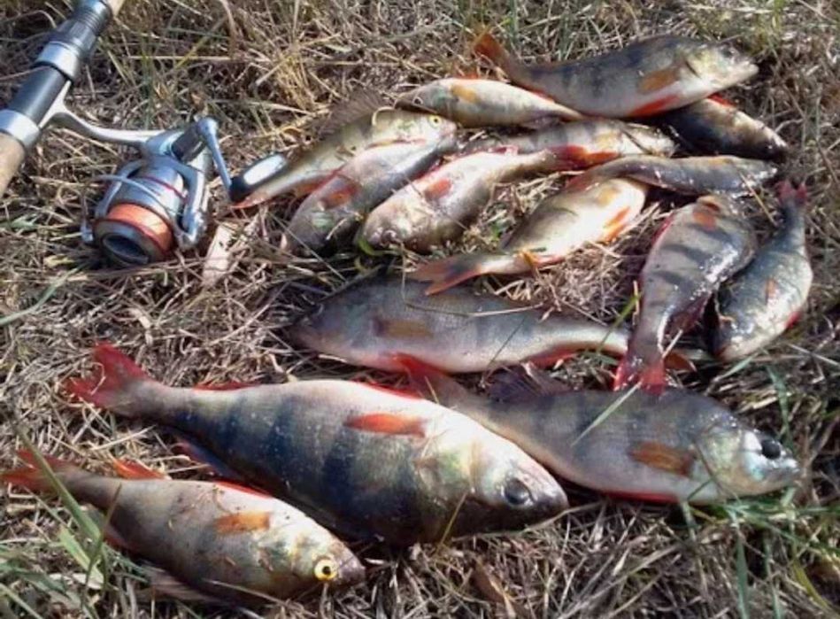 Продам живу рибу оптом і в роздріб мальок