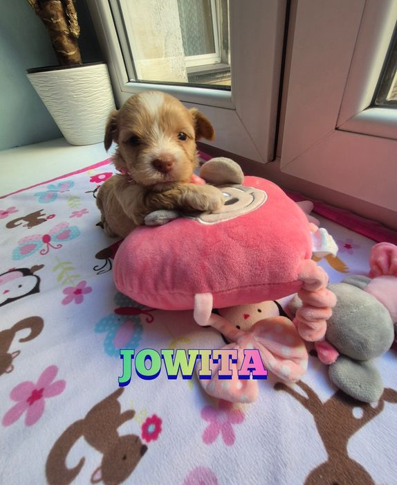 Suczka golddust choco (gen merle) ZAREZERWOWANA
