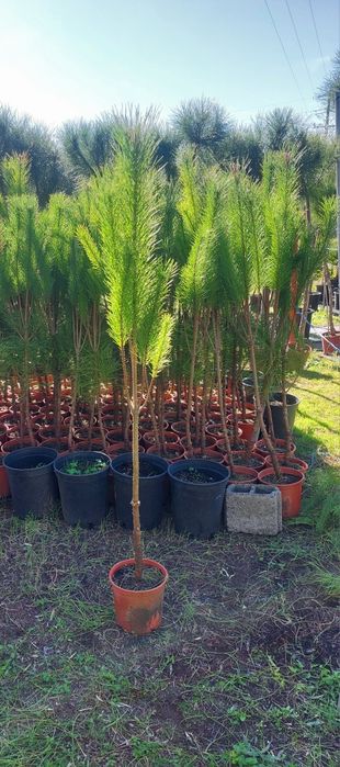 Lote 30 pinheiros mansos 1.30/1.40