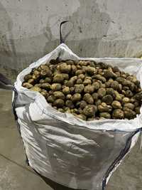Ziemniaki odpadowe paszowe