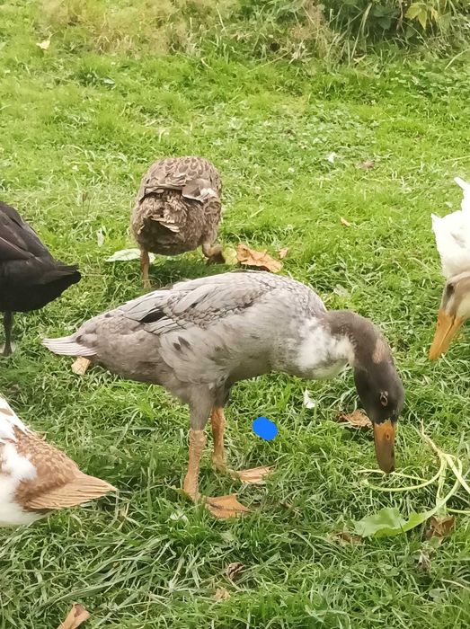 Kaczki biegus indyjski