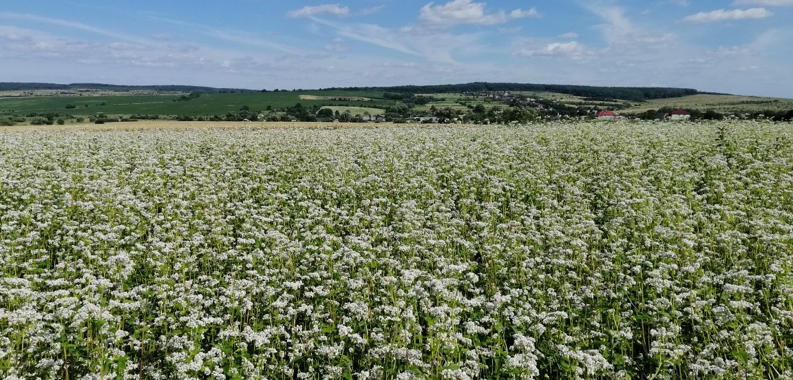 Продам насіння гречки