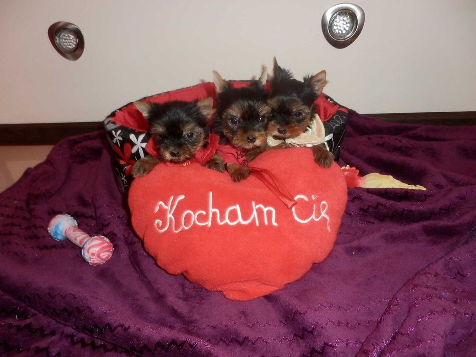 York Yorkshire Terier śliczna  mini sunia