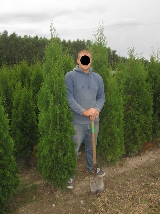 tuja tuje kolumnowa Columnaris 200-220 cm