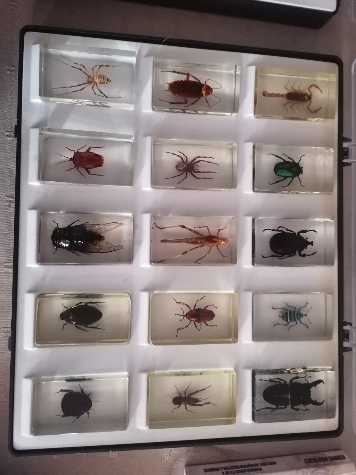 Coleção de insetos