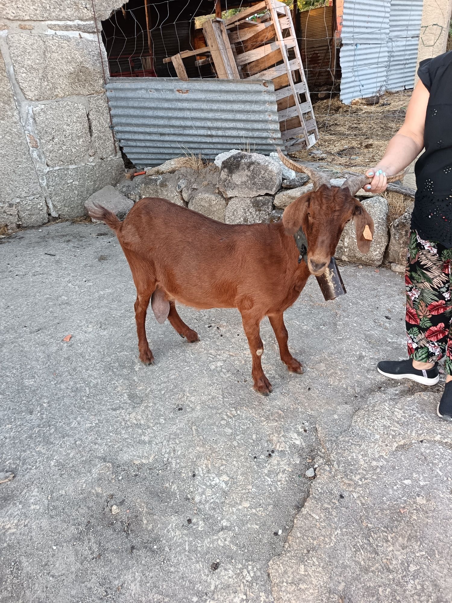 Duas cabras por volta dos 6 anos