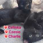 Kotki do adopcji
