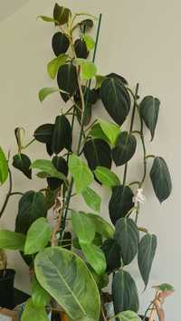 Philodendron Gigas