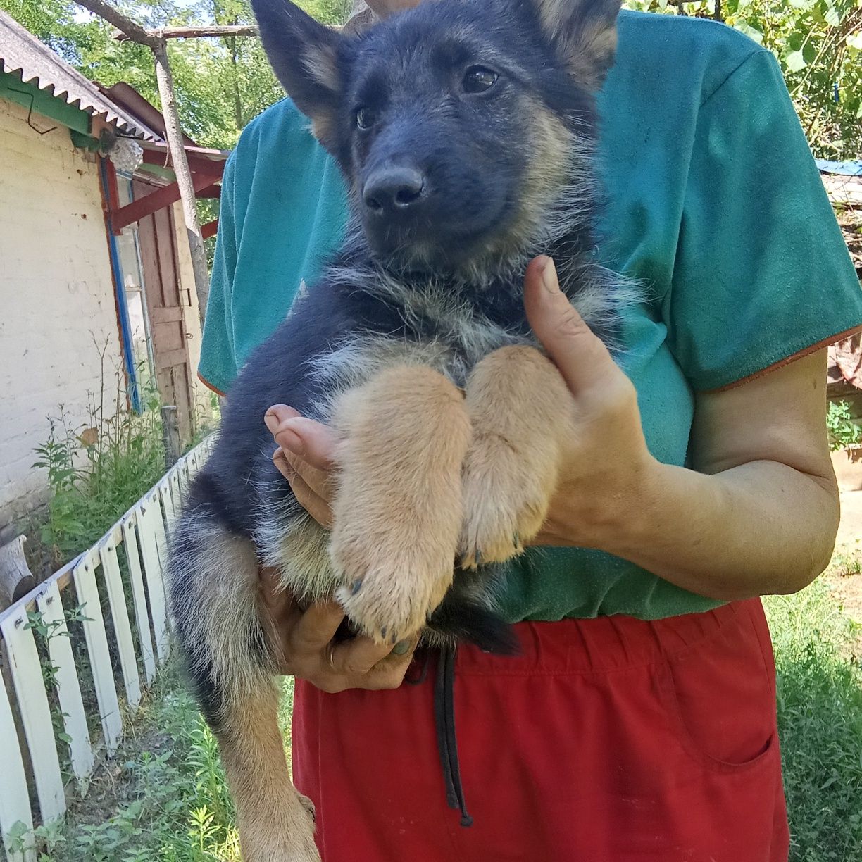 Продаємо щенят німецької овчарки