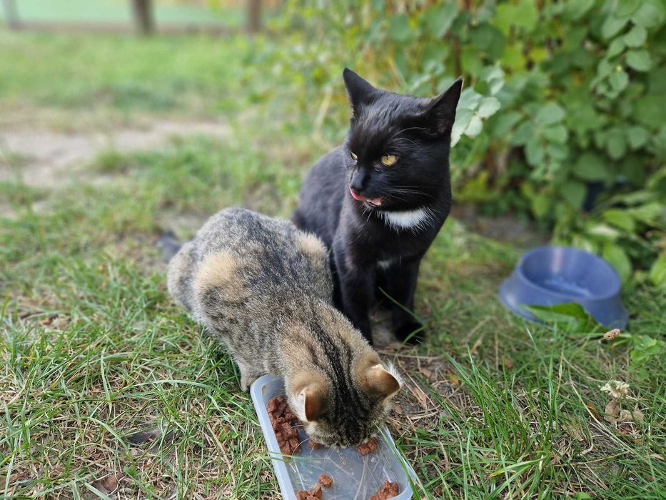 siedzi pod blokiem i błaga o dom :( .Porzucony kot- Lepik