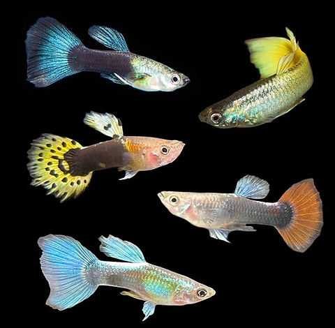 Guppys Sortidos Adultos