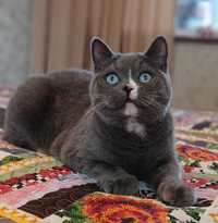 Британский котенок с голубыми глазами!