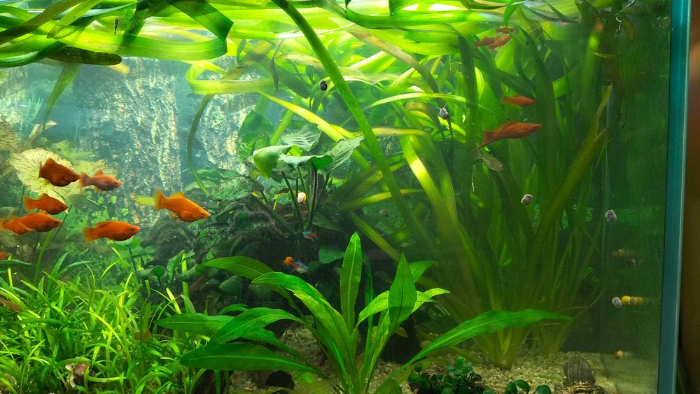 Vallisneria gigantea trawa NURZANIEC