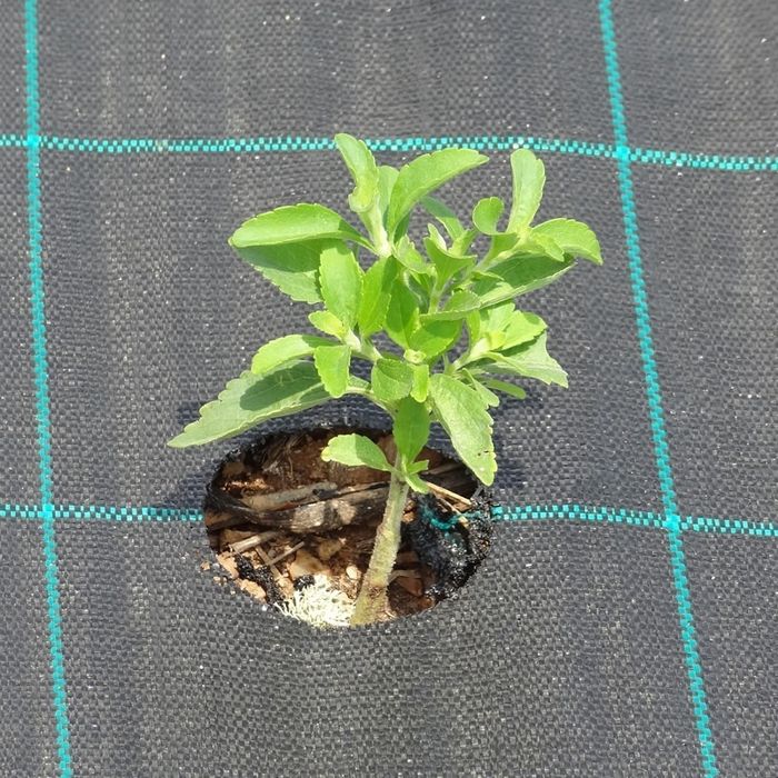 Tela solo 0,5€ metro ou Rolo inteiro 50€ (100 metros)