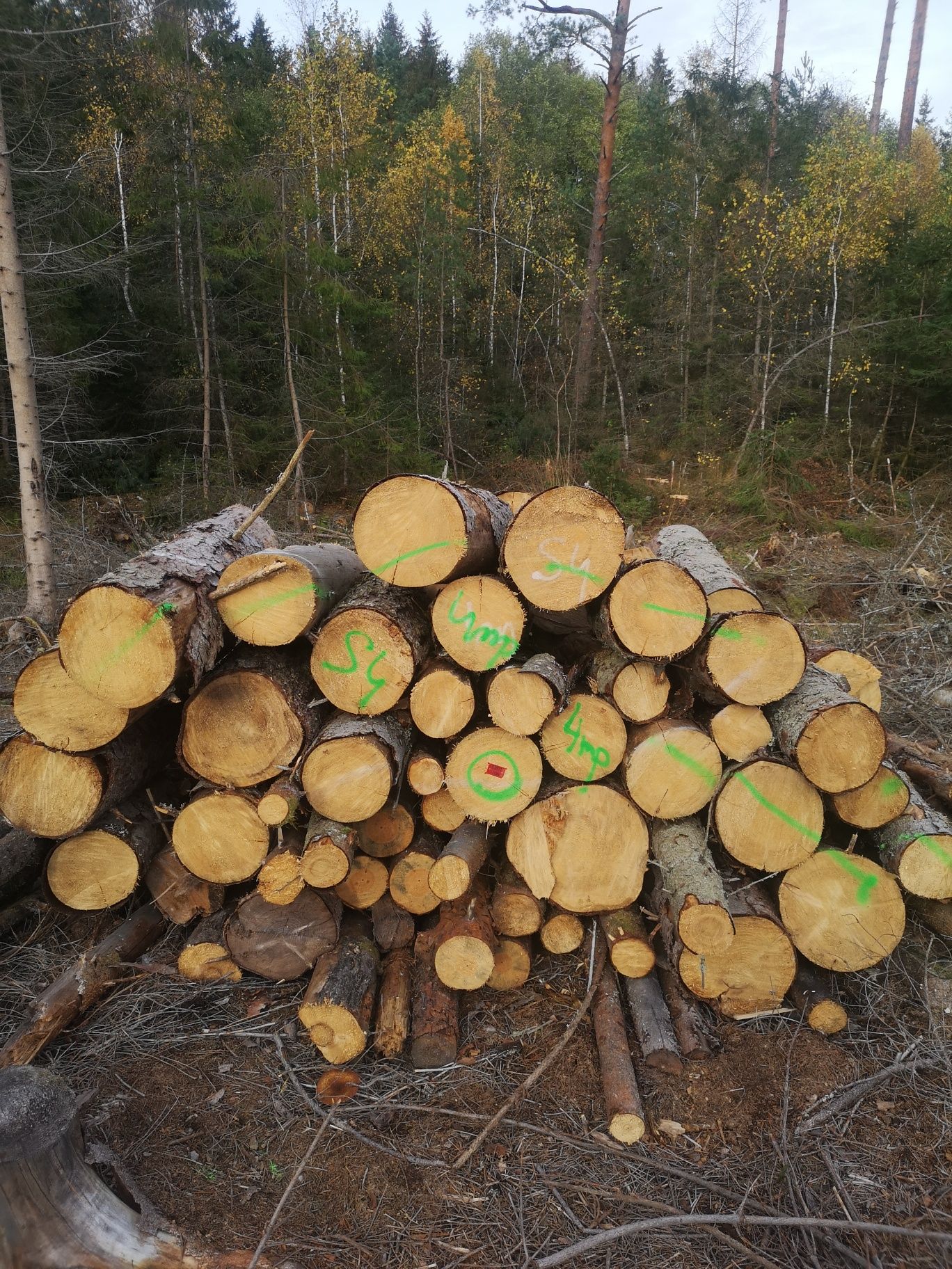 Drewno opałowe iglaste