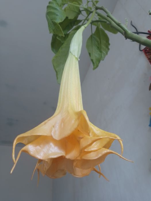 Бругмансия махровая