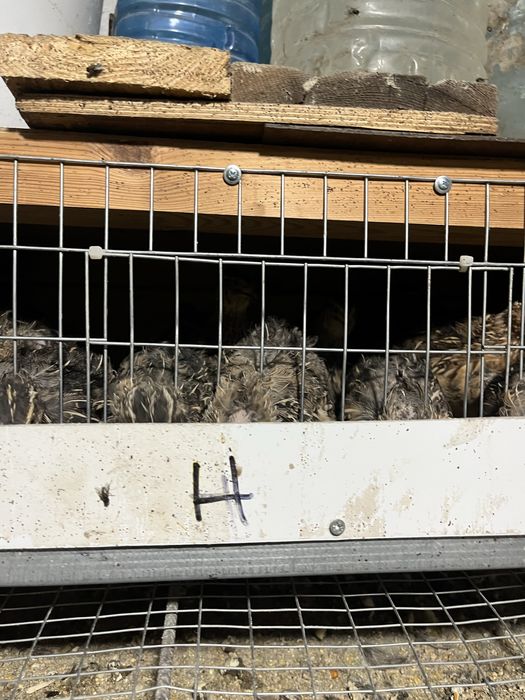 Перепела! Яйца инкубационные!