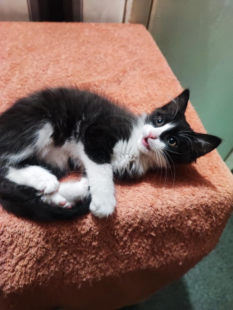 Котик шукає домівку