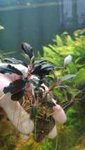 Буцефарандри неймовірно яскраві эхBucephalandra cf. motleyana Black Pu