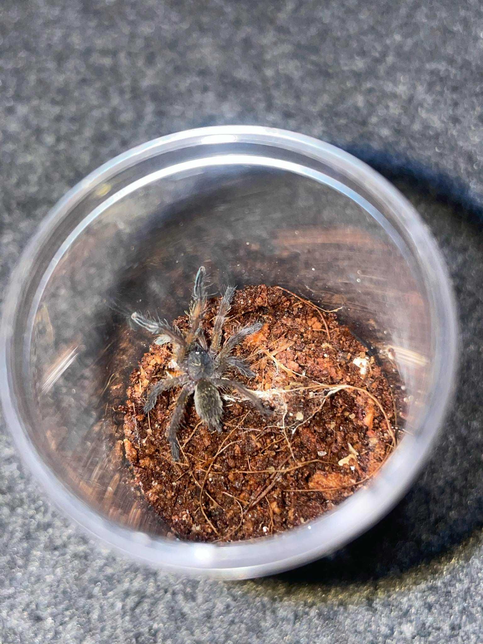 Ptasznik Harpactira pulchripes L2