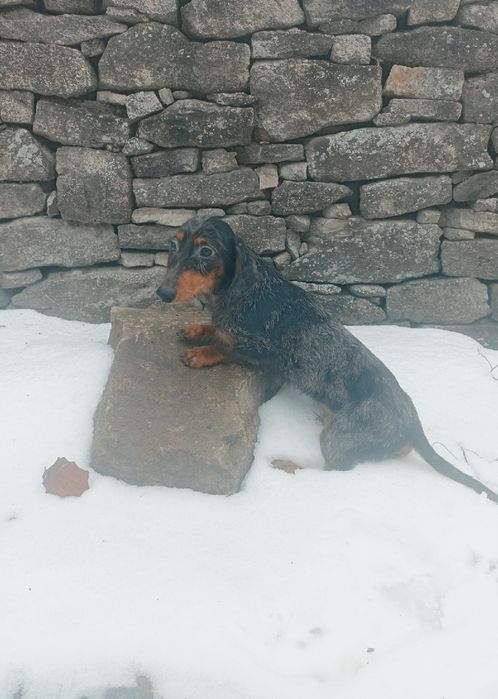 Шикарний кролячий мраморний таксик.